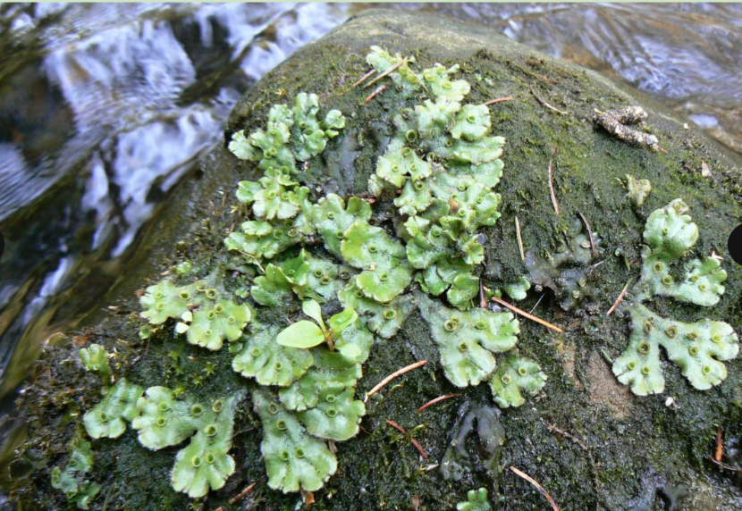 <p>marchantiophyta, porostnice mnohotvárná</p>