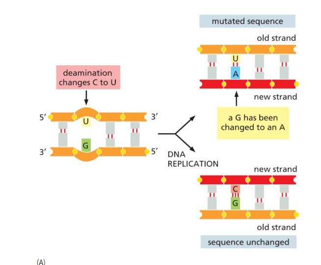 <p>causes spontaneous loss of an amino group from cytosine in DNA to produce base uracil</p>