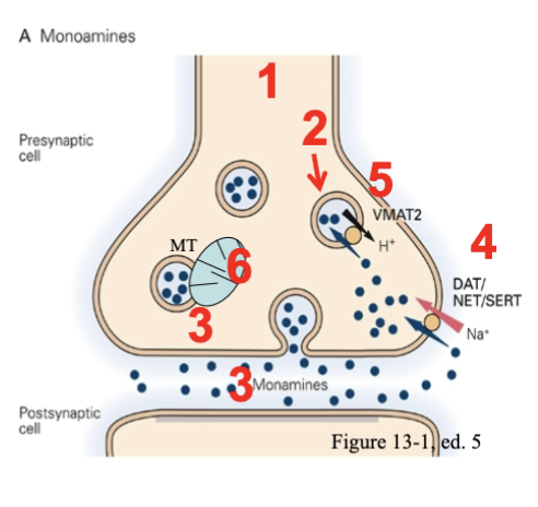 
1. L-tyrosine converted to L-Dopa and then to Dopamine and then if DBH is present, then NE will be made (DBH only in adrenergic neurons)
2. When DA or NE is released they can act on both pre or post neuron receptors
3. Reuptake back into the presynaptic neuron done by either DAT for DA or NET for NE 
4. NTs are packaged into vesicles by VMAT/VMAT2 (same for both NE or DA)
5. NTs are degraded by MAO (monoamine oxidase) in the mitochondria