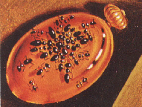 <p>details uitleggen</p>