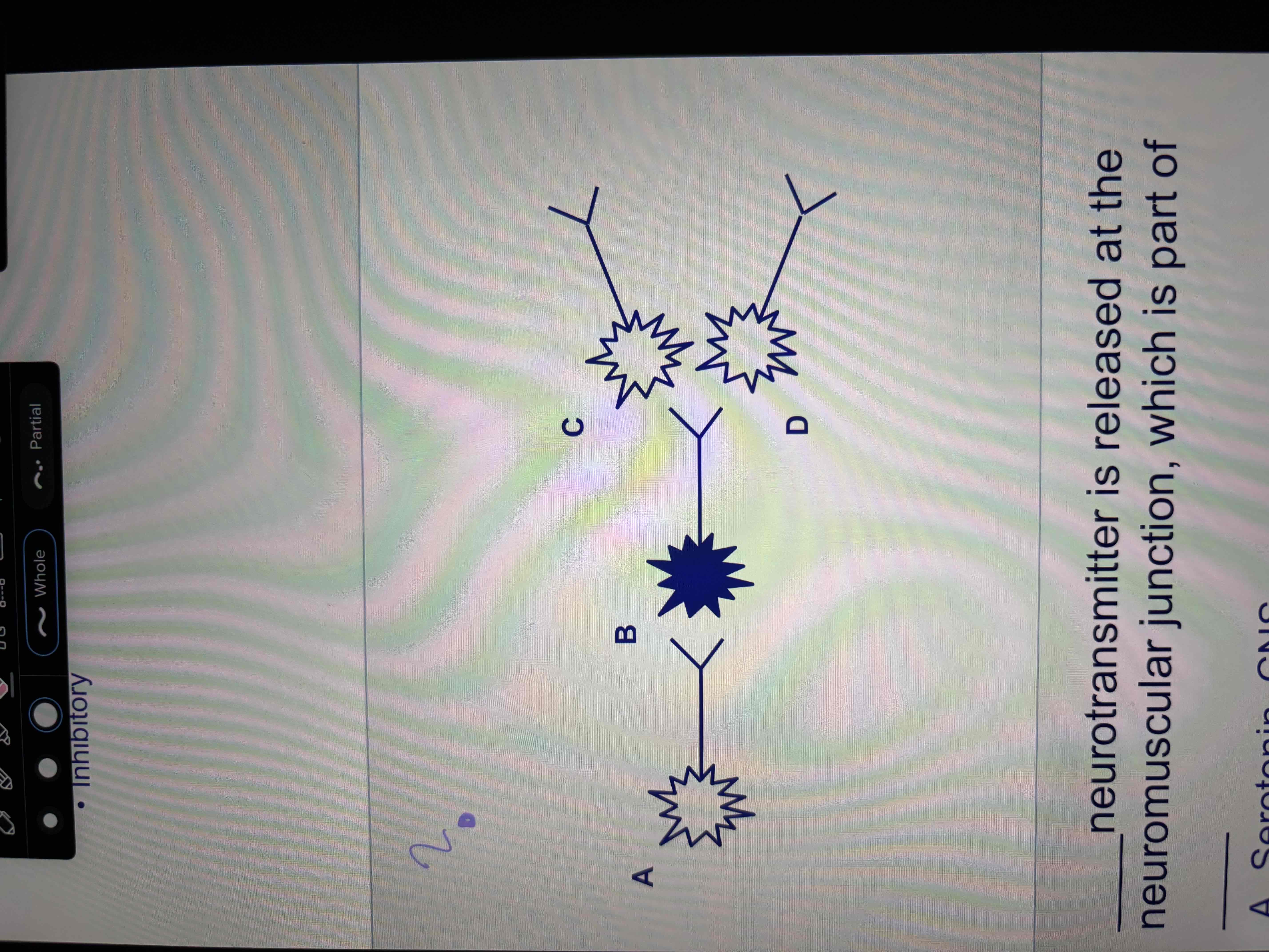 <ul><li><p>coordination of signal transmission from single neuron to multiple neurons </p><ul><li><p>excitatory and inhibitory </p></li></ul></li></ul><p></p>