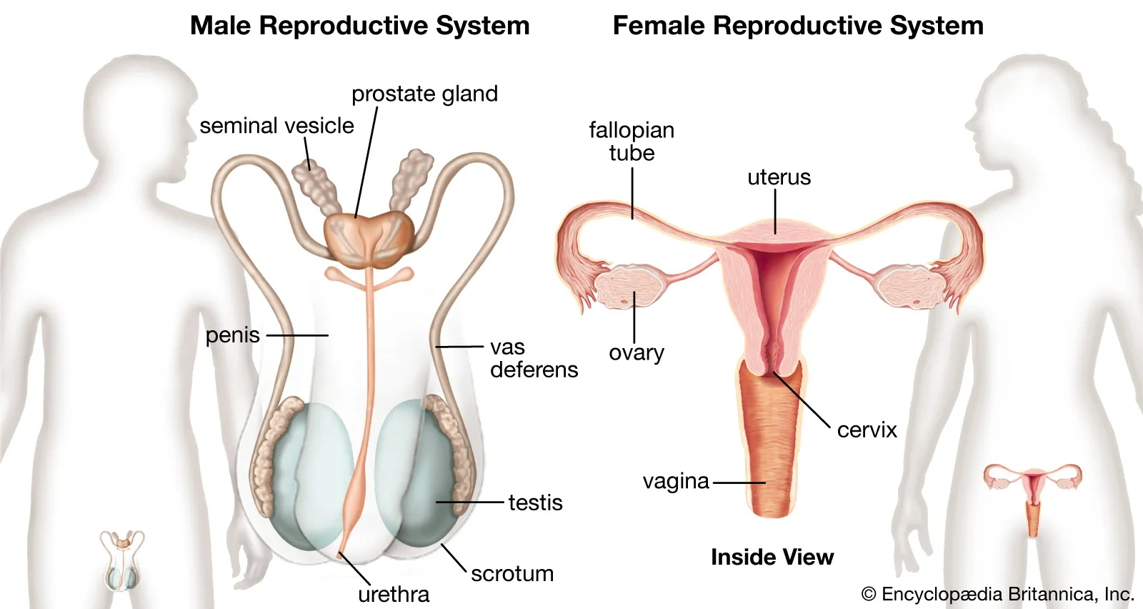 <p>organ system that functions to produce offspring</p>