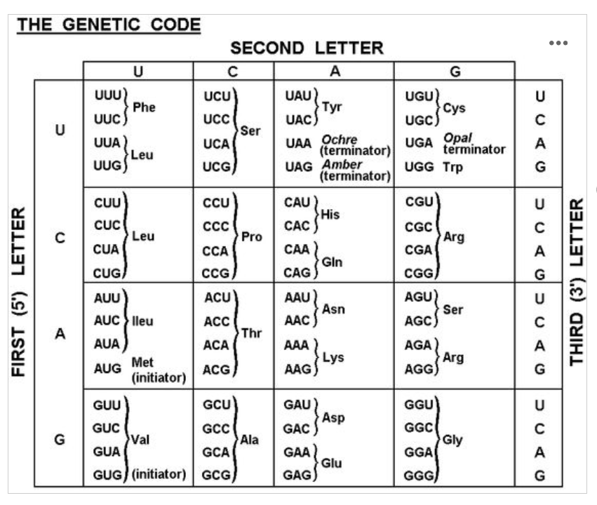 <p>Refer to the genetic code chart above to translate the mRNA sequence CUA-UAU-AUG.</p><ol><li><p>Leu-Cys-Val</p></li><li><p>Leu-Leu-Asp</p></li><li><p>Leu-Tyr-Met</p></li><li><p>Met-Cys-Val</p></li><li><p>Met-Tyr-Arg</p></li></ol><p></p>