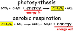 <p>Photosynthesis removes carbon dioxide from the atmosphere, and cellular respiration puts it back. Photosynthesis releases oxygen into the atmosphere, and cellular respiration uses that energy to release energy from food.</p>