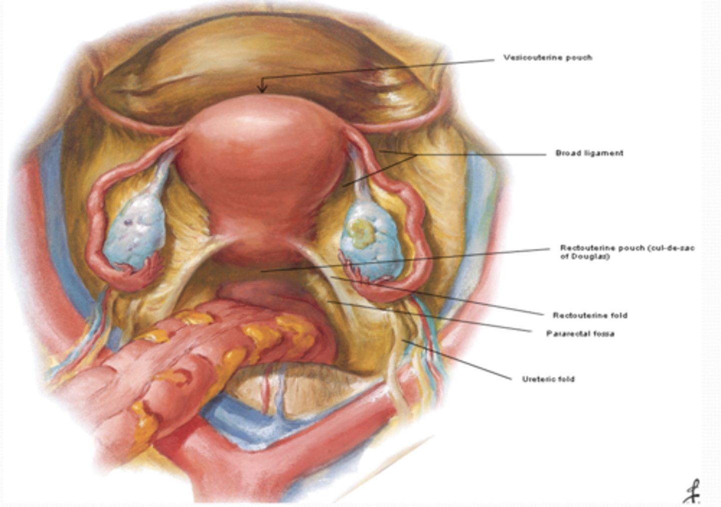 <p>The Vesicouterine pouch (F) is a reflection of peritoneum between what? </p>