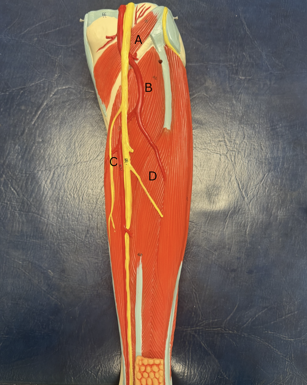 <p>Label the muscles from A-D</p>