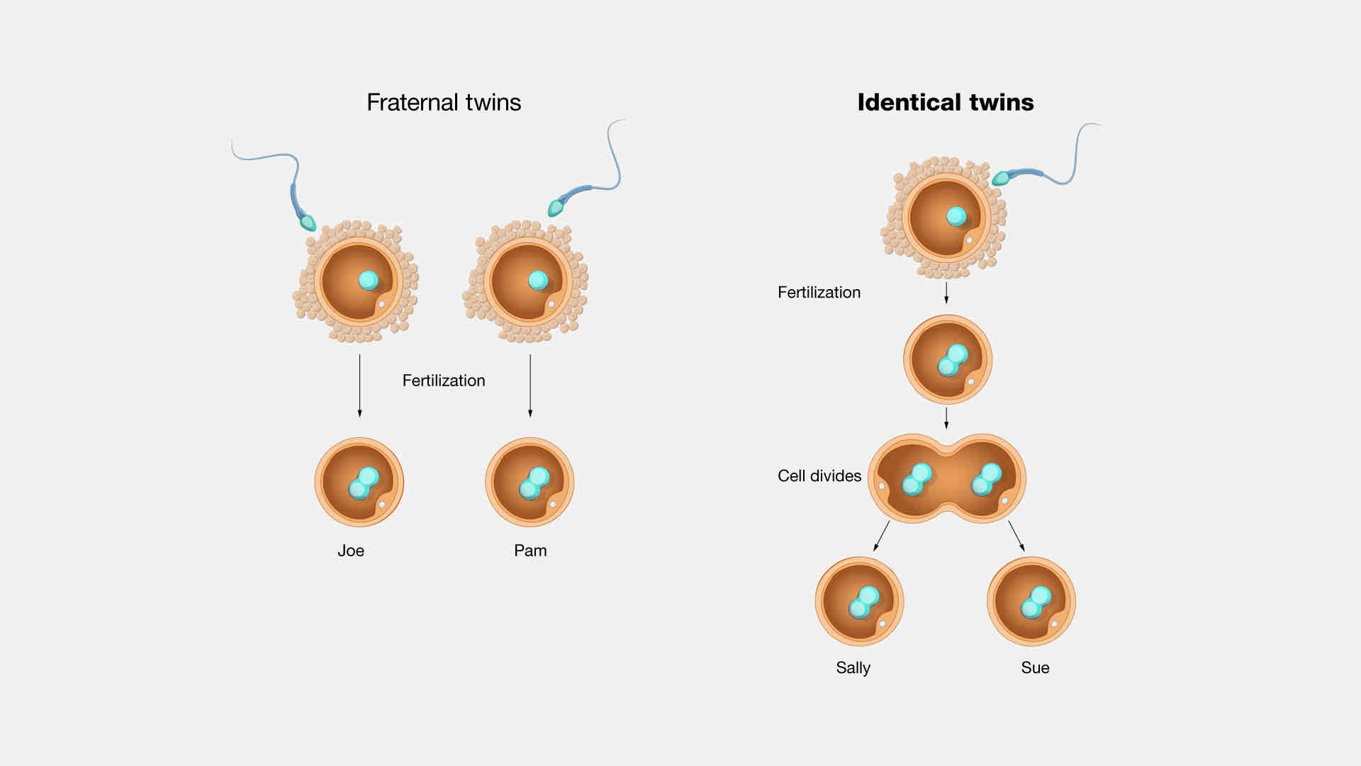 <p>fraternal twins</p>