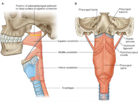 <p>What is the origin, insertion, innervation and action of the middle constrictor? </p>