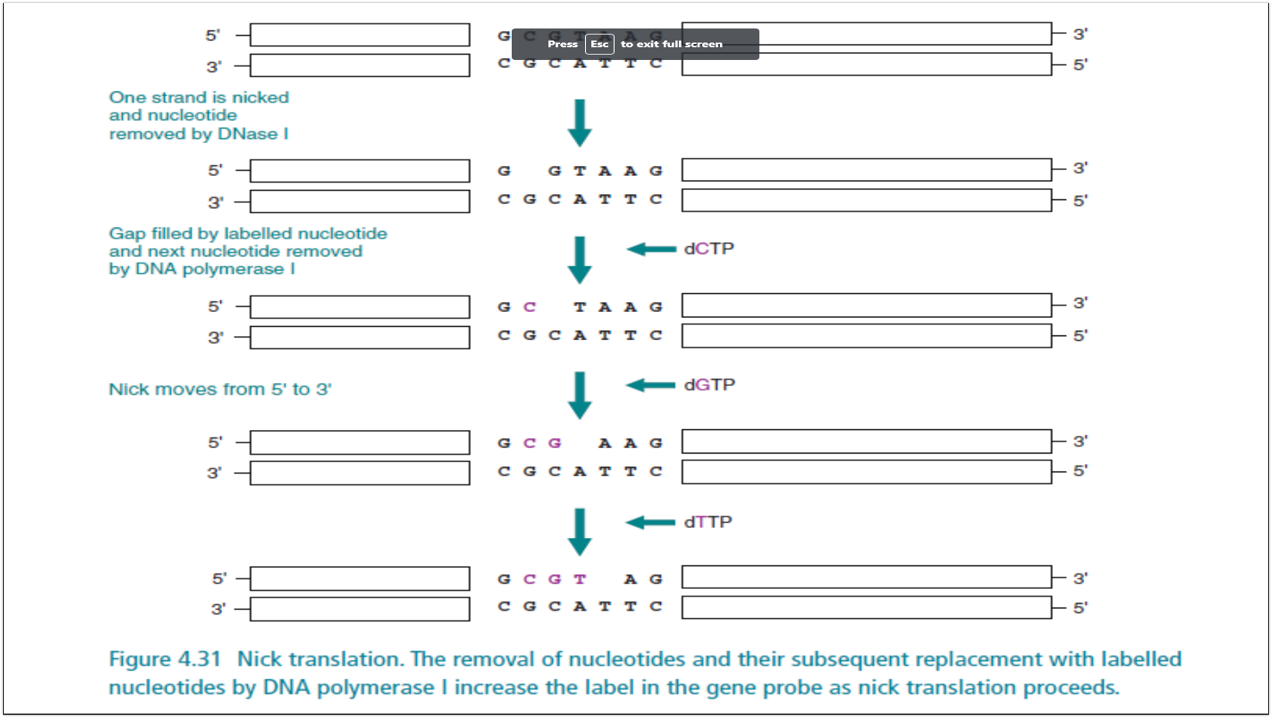 <p>nucleotide is nicked by DNAse 1, polymerase 1 fills the gap with labelled nucleotide, moves in a 5’ to 3’ direction</p>