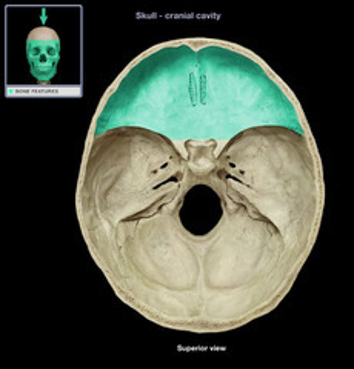 <p>Central part of the ethmoid bone.</p>