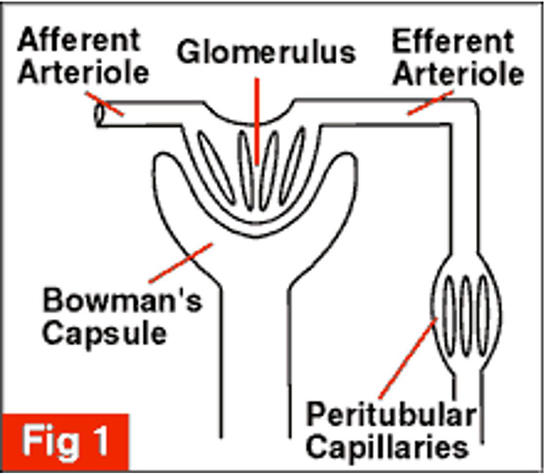 <p>•The efferent arteriole, once leaving the renal corpuscle, will now branch again to form a second capillary network called the peritubular capillaries.</p><p>•These peritubular capillaries surround the PCT, loop of Henle, DCT and CD.</p>