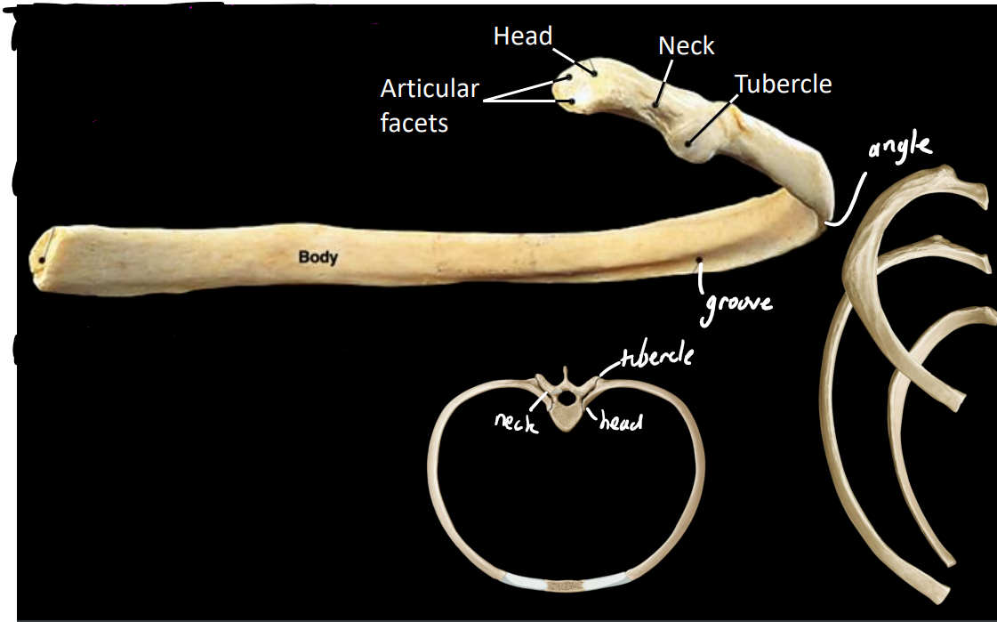<p>head</p><p>articular facets</p><ul><li><p>attaches to vertebral bodies</p></li></ul><p>neck</p><p>tubercle</p><ul><li><p>attaches to transverse process</p></li><li><p>distal to neck</p></li></ul><p></p>