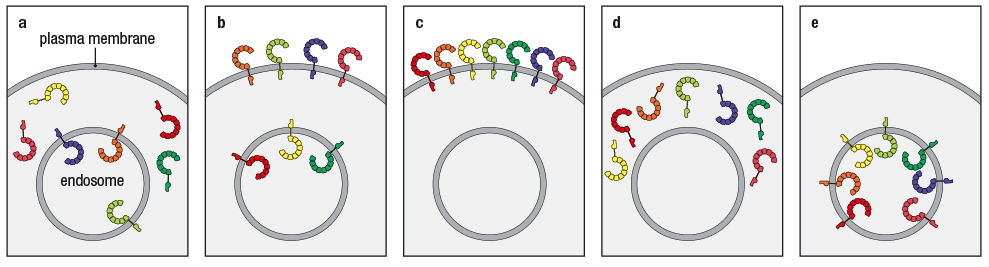 As a family, TLRs can recognize PAMPs associated with a broad array of different pathogens, including bacteria, viruses, and fungi. Patients with a specific susceptibility to herpesvirus infections have a defect in their ability to respond to viral nucleic acids using TLR-3, TLR-7, or TLR-9, even though these proteins are expressed in the patients’ cells.

Analysis of the TLRs in macrophages and dendritic cells from these patients showed a defect in membrane localization of these three TLRs. 

Which of the following below show arrangements that would prevent these TLR's from doing their job properly?

\
Choose all that apply:

C

D

A

B

E