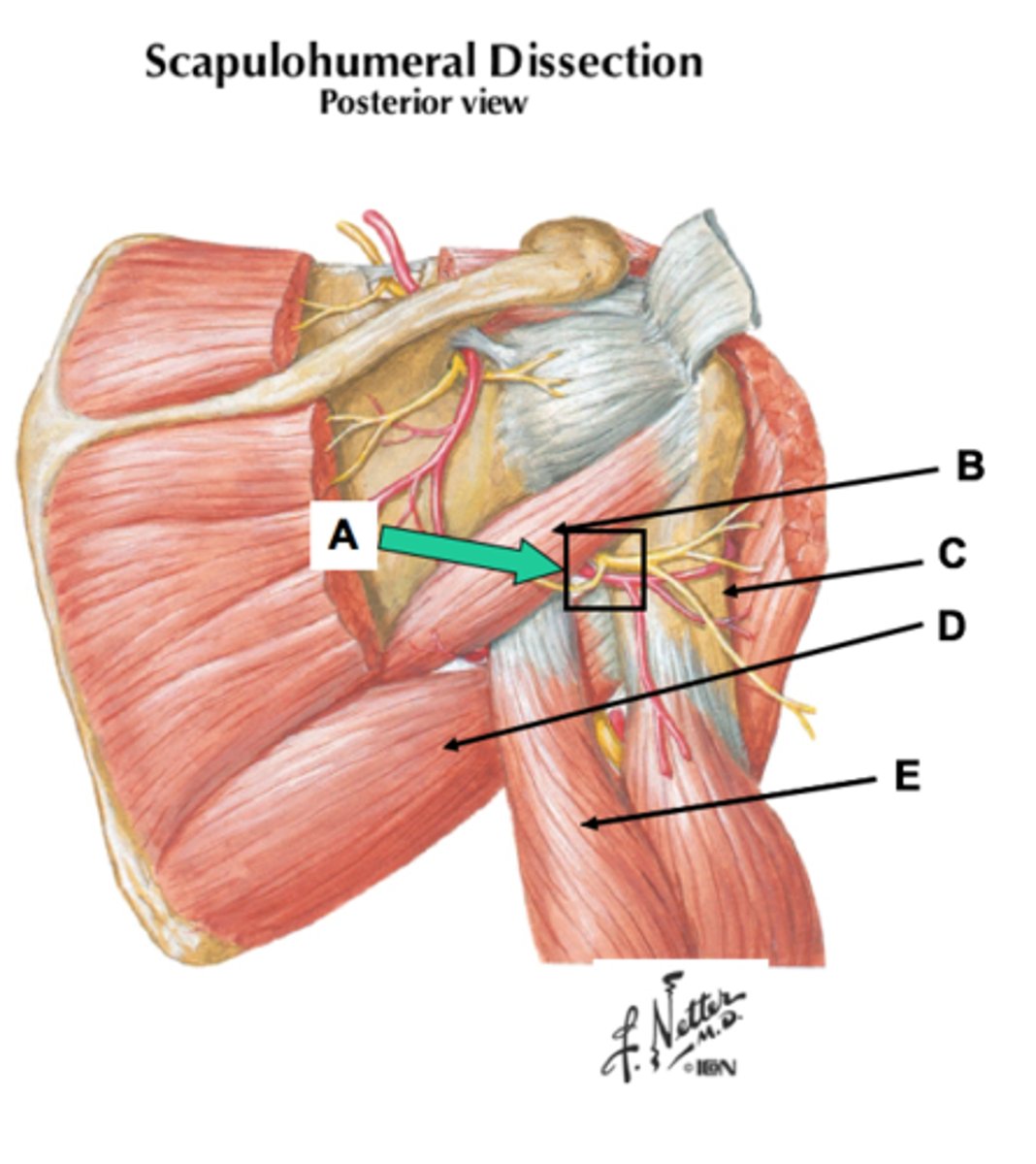 <p>axillary nerve, posterior circumflex humeral artery</p>