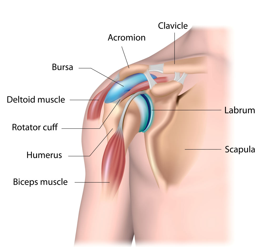 <p>point of the shoulder </p>