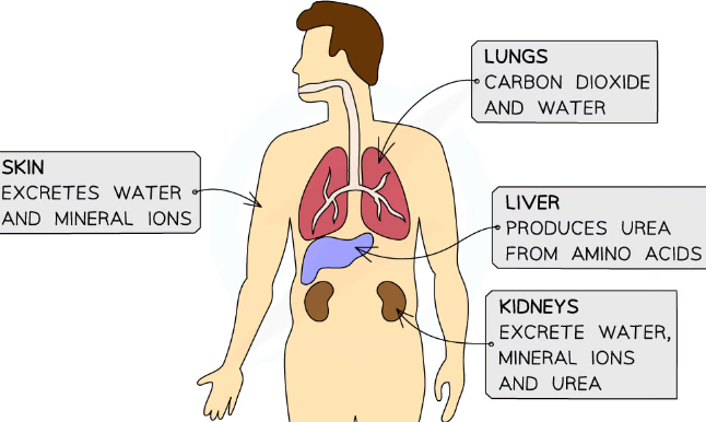 <p>faecues( anus), urea (bladder via urethra), carbon dioxide and watervapour (lungs via mouth or nose)</p>