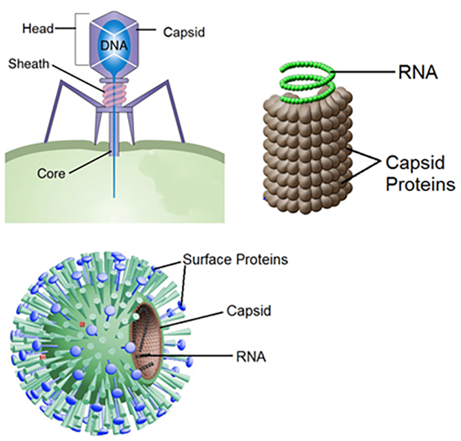 <p>nucleic acid core: capsid/protein coat, genetic material RNA/DNA but not both, </p>