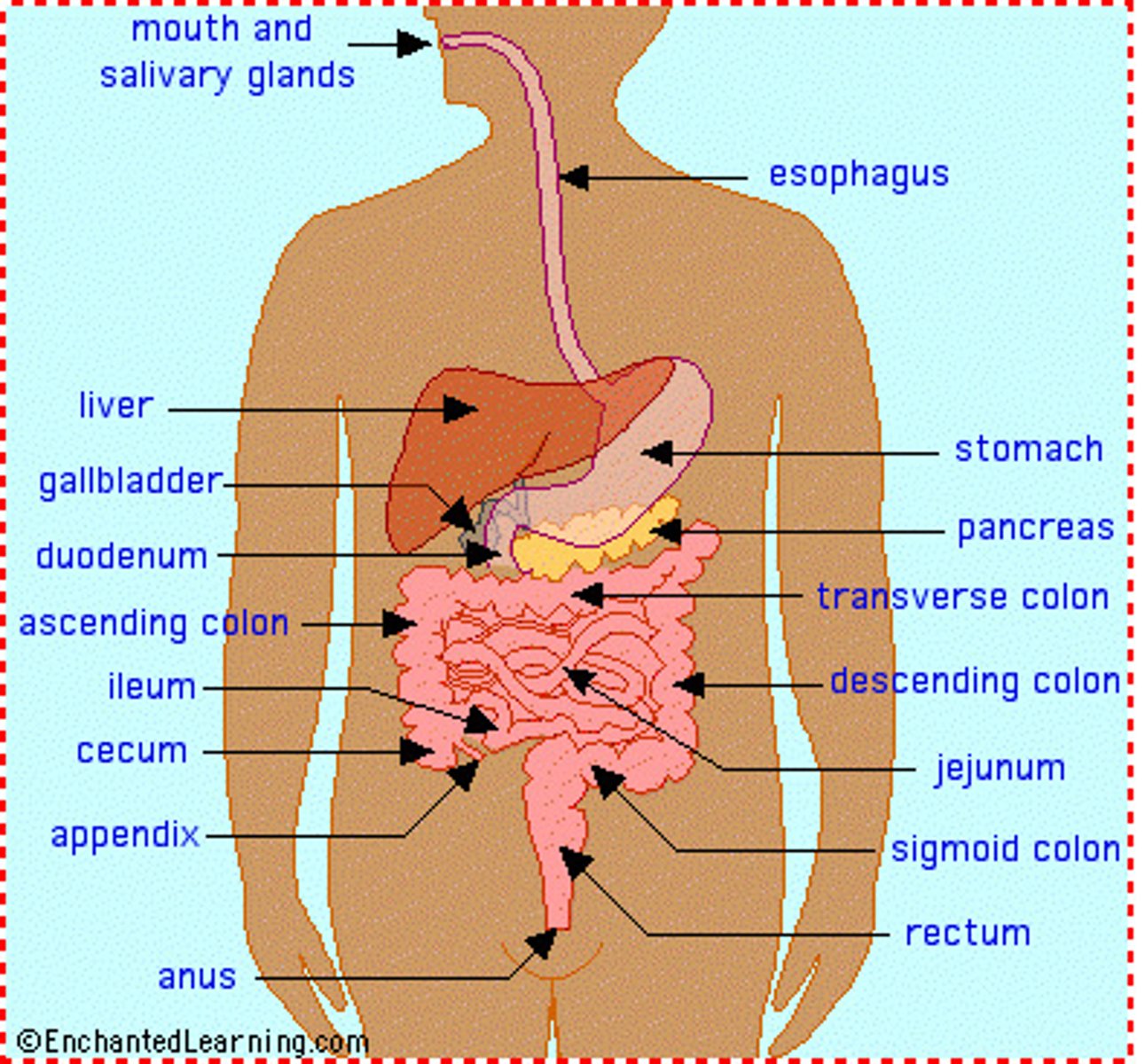 <p>The body system responsible for releasing small, soluble molecules from food that can be used by the body</p>