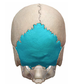 <p>What Cranial bone?</p>