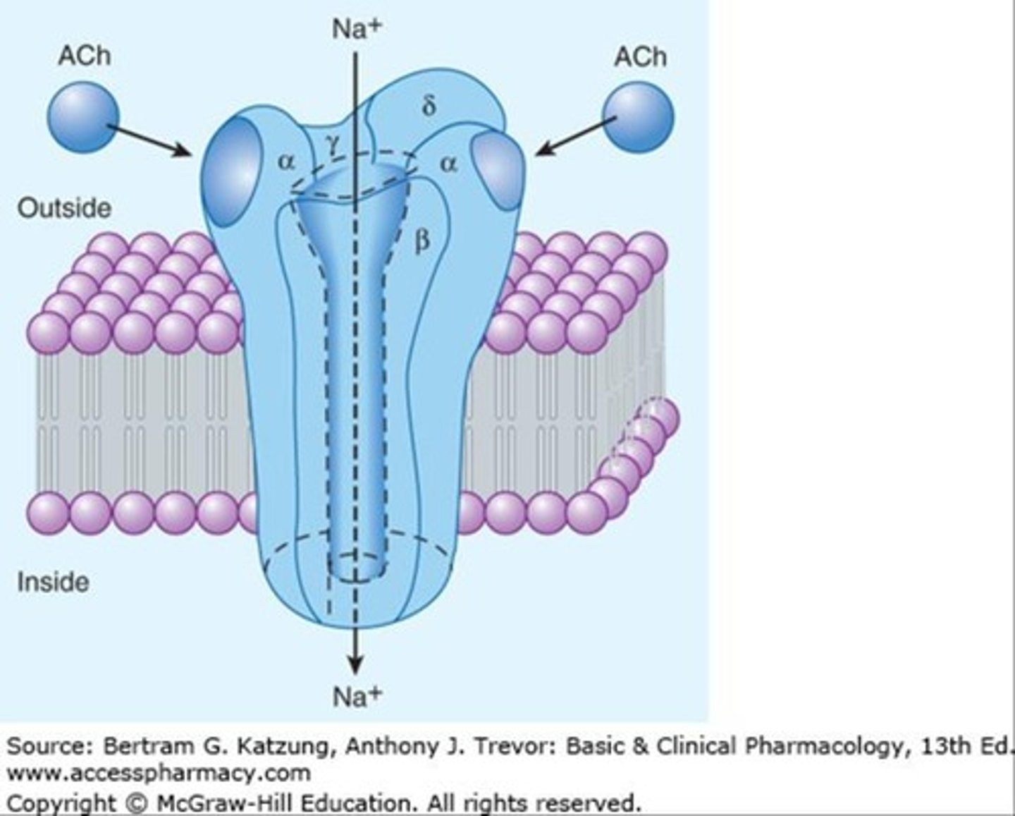 <p>Ligand-gated transmembrane ion channel which regulates the opening of the ion channel (e.g., GABA).</p>