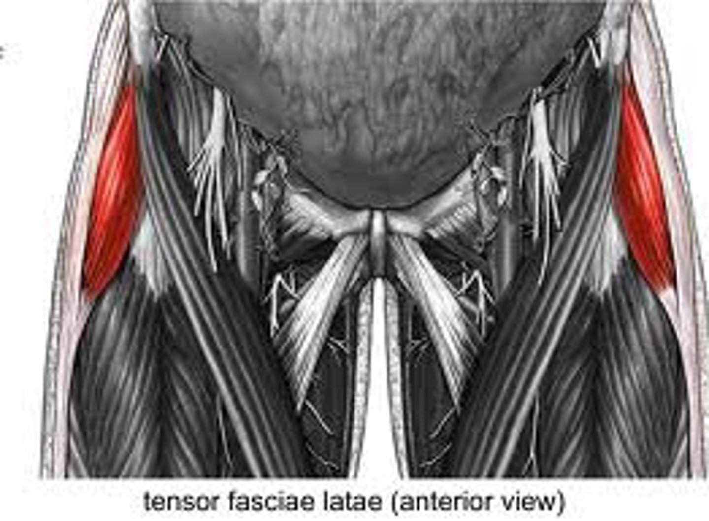 <p>1. anterior part of iliac crest</p><p>2. ASIS</p>