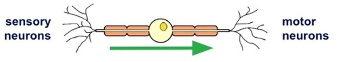 <p>picks up impulse from the sensory neuron then relays it to other neurons. Pass the impulse to the brain or to a motor neuron.</p>
