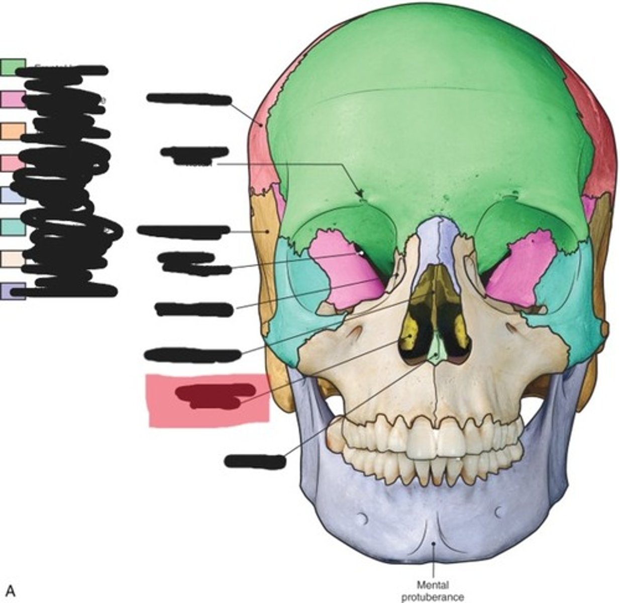 <p>Inferior nasal concha</p>