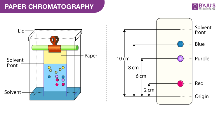 <p>-separates homogeneous mixtures that differ in water or paper adherence</p><p>-can also be used to identify unknown substances or solubility of substances.</p><p>--</p><p>-sample of mix is placed on chromatography paper/plate; a baseline (pencil mark) marks where the sample is in the beginning.</p><p>-the chromatography paper (stationary phase) is then placed in a development chamber (beaker with lid) in a solvent; solvent climbs up to paper by capillary action mobile phase.</p><p>-components in the sample mix will either dissolve or climb the paper in varying degrees depending on solubility or adherence of paper. Location where solvent is on chromatography paper/plate after a certain time determines solvent front.</p><p>-higher up = more soluble and less adherent to paper as it easily follows the solvent’s flow</p><p>-lower down = less soluble and more adherent to paper</p><p>--</p><p>-relationship of the distance moved by the component to distance moved by solvent → retention factor (Rf)</p><p>-parts of chromatography: stationary phase, mobile phase, development chamber. baseline, solvent front; rf values.</p>