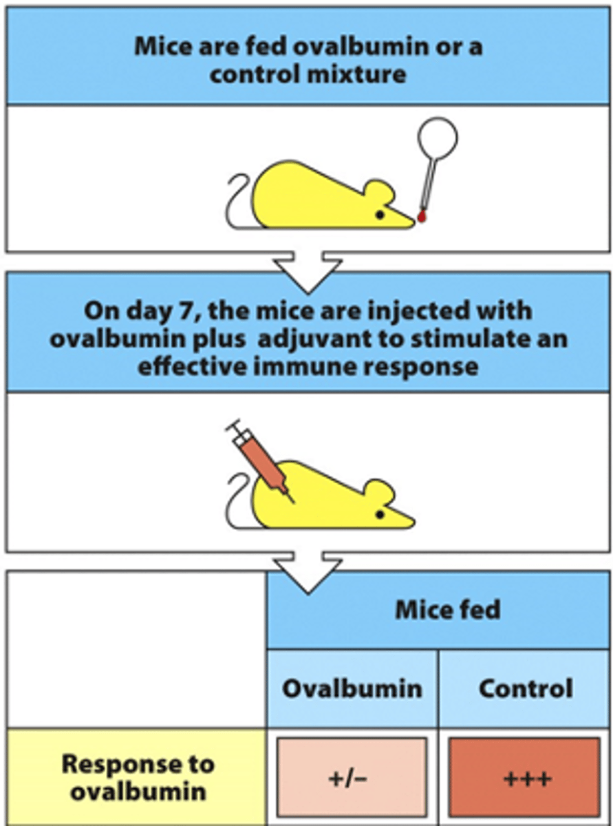 <p>- Tester group of mcie are fed ovalbumin orally</p><p>- Control group of mice are fed a different protein orally</p><p>- Fed daily</p><p>- On day 7, mice are injected (through intramuscular) with ovalbumin attached to adjuvant (adjuvant enhances the immune response) --&gt; this is the antigen</p><p>--&gt; Mice that were fed ovalbumin had very limited response to this antigen</p><p>--&gt; Mice that were not fed ovalbumin had massive response to the antigen</p><p>- If you introduce small amounts of the antigen orally, can create a small tolerance to this antigen not only in the gut but also systemically through the whole body</p>
