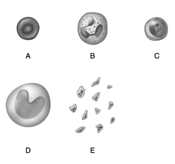 <p>Produces antibodies.</p>