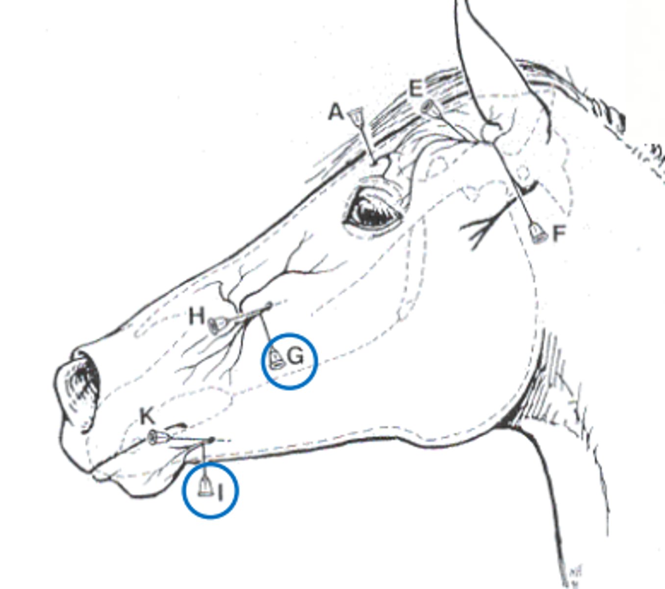 <p>What is nerve is letter G pointing to?</p>
