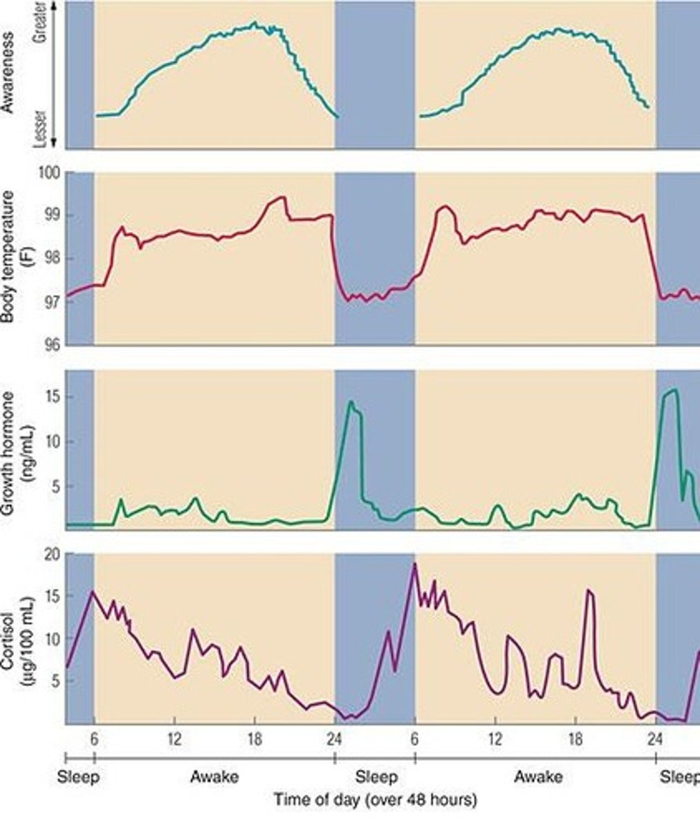 <p>Body temperature drops as metabolic activity decreases, following circadian rhythms.</p>
