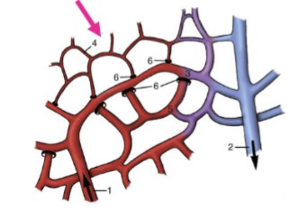 <p>very narrow endothelial tubes, supported by very delicate connective tissue, allows for transfer of oxygen, nutrients, and waste to and from the blood due to how thin-walled they are</p>