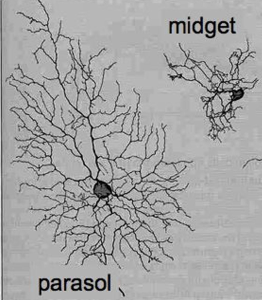 <p>RGCs that send signals to the magnocellular layers of the lateral geniculate nucleus, they synapse with rods; more photoreceptor convergence</p>