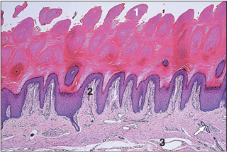 <p>name of histologic slide:</p><p>Specie:</p><p>Parts</p><p>1.__ 2.__ 3.__ </p><p>Stain used:</p>