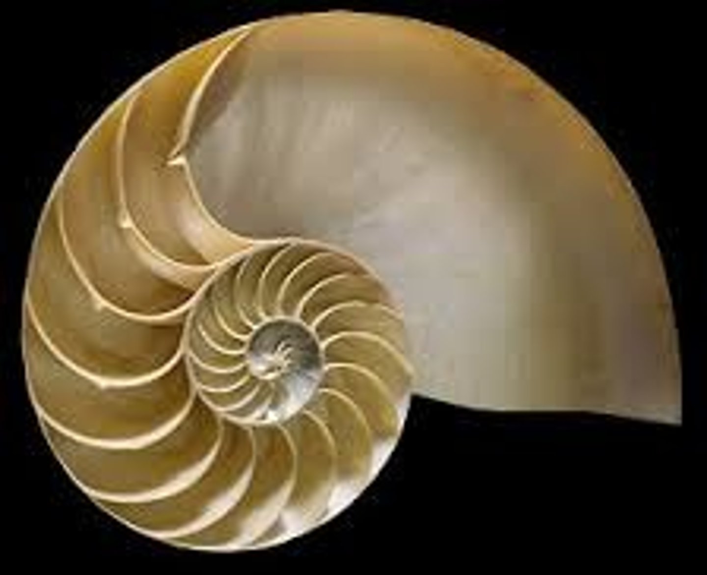 <p>The Nautilus compared to how we need to live life</p>
