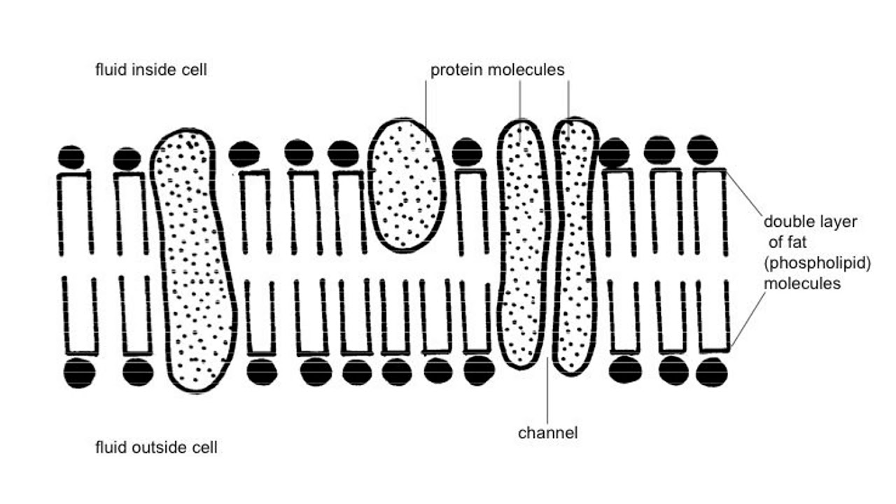 <ul><li><p>phospholipid bilayer</p></li></ul><p></p>