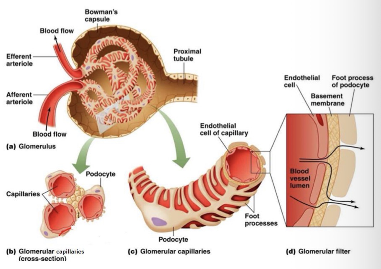 <ul><li><p>endothelium of the capillary </p></li><li><p>The basement membrane </p></li><li><p>The epithelium cells of the capsule (podocytes)</p></li></ul><p></p>