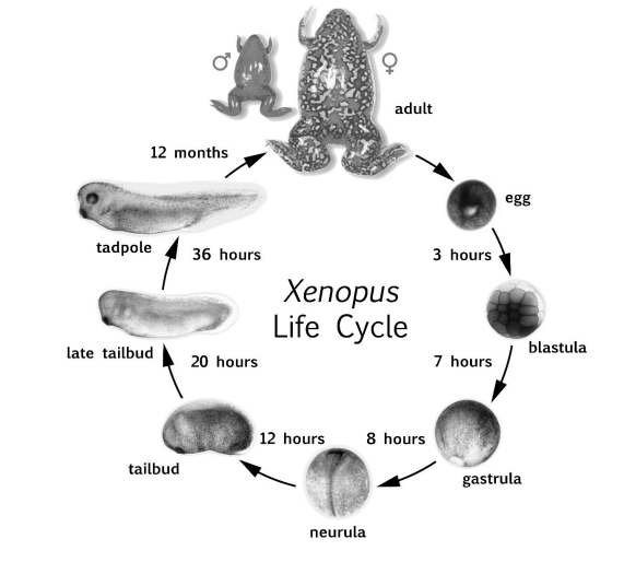 <p>Nervous system is relatively simple and accessible, and functionally similar to more complex vertebrates. Exhibit regenerative abilities in their spinal cord and tail, making them a valuable model for studying tissue regeneration and repair mechanisms.</p>