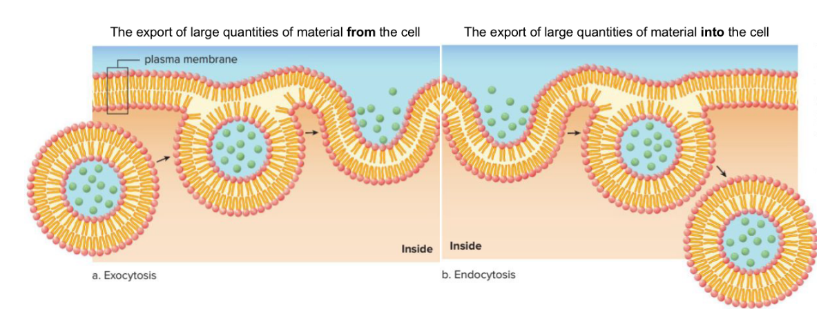 <p>Macromolecules are often too large to be moved by transport proteins, so vesicles are formed (Use vesicles to transport substances) • Endocytosis and Exocytosis</p>