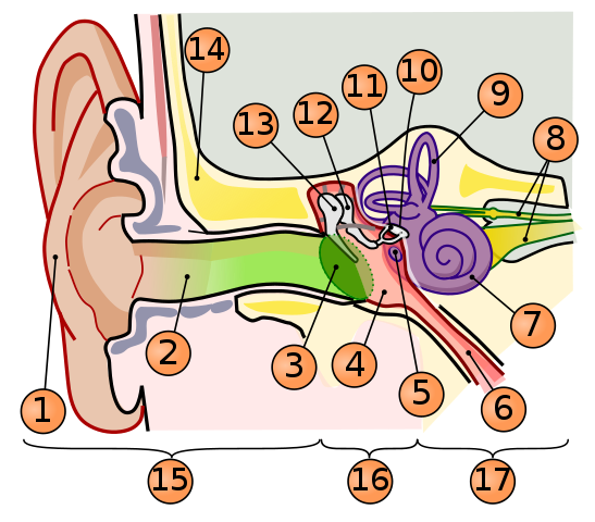 <p>label the parts of the ear</p>