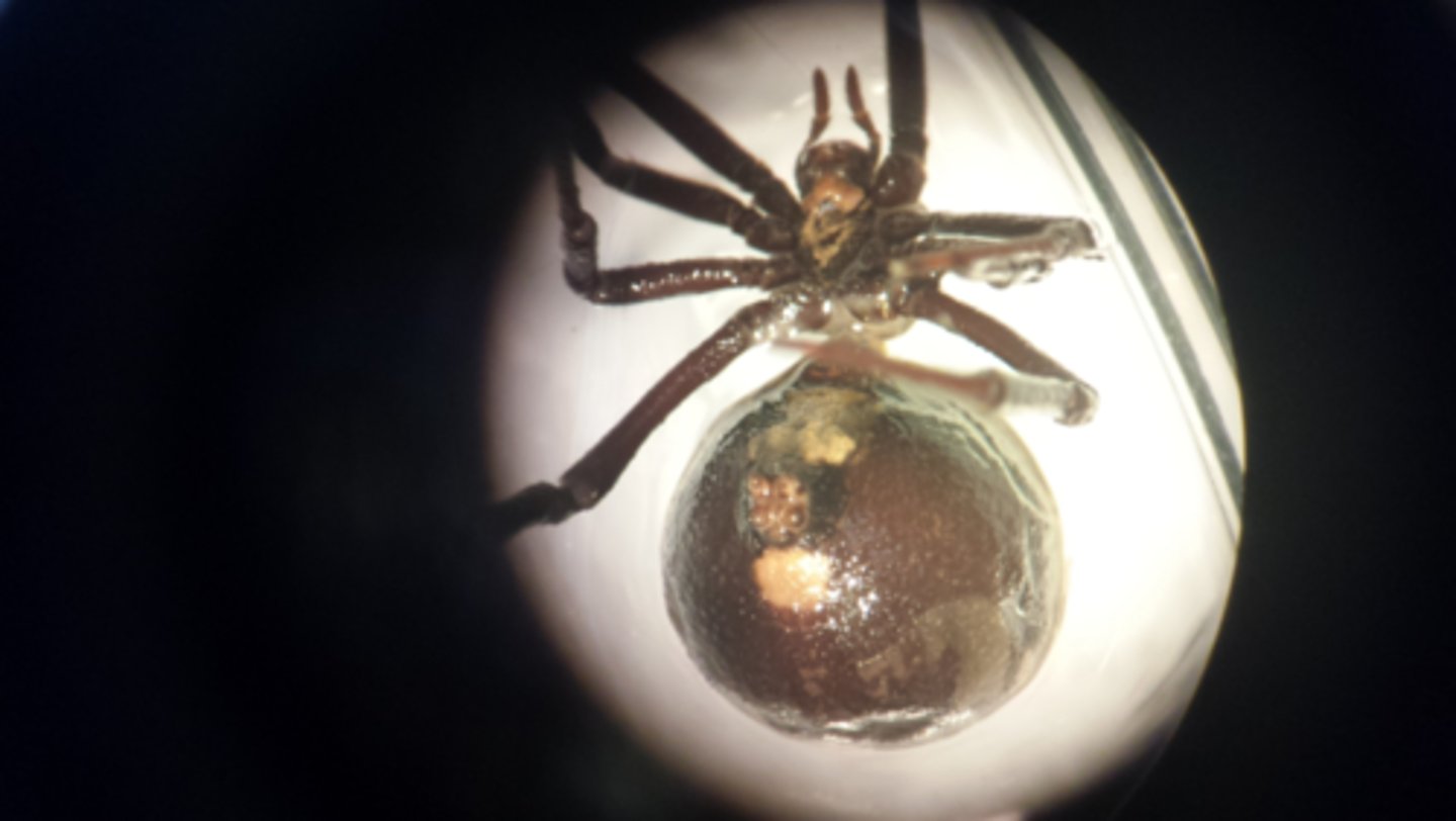 <p>What Phylum, Subphylum, and Class is this animal in? What’s the scientific name?</p>