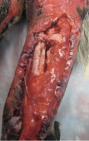 <p>Initial care is essential to the ultimate outcome of the patient! Open musculoskeletal injuries are emergency surgeries and initial wound management should occur as soon as possible.<br><br>The goal is to convert from a severely contaminated wound with avascular tissue to a cleaner wound with improved blood supply.</p>