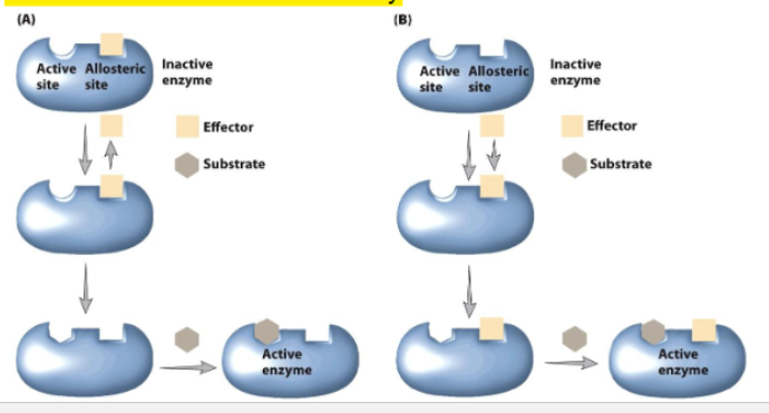 <ul><li><p>ligand induces conformational change</p></li><li><p><strong>an active site/ another binding side is altered in a way that increases or decreases activity</strong></p></li></ul><p></p>