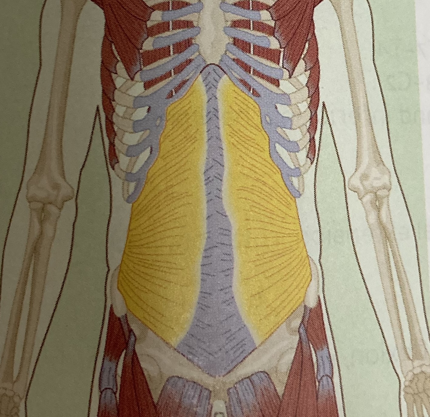 <ul><li><p>category: abdominal musculature</p></li><li><p>origin: ribs 7-12 and iliac crest of pelvis</p></li><li><p>insertion: lineae alba and contralateral rectus sheaths</p></li><li><p>isolated function: increase intra-abdominal pressure and support the abdominal viscera</p></li><li><p>stabilizes the LPHC</p></li></ul><p></p>