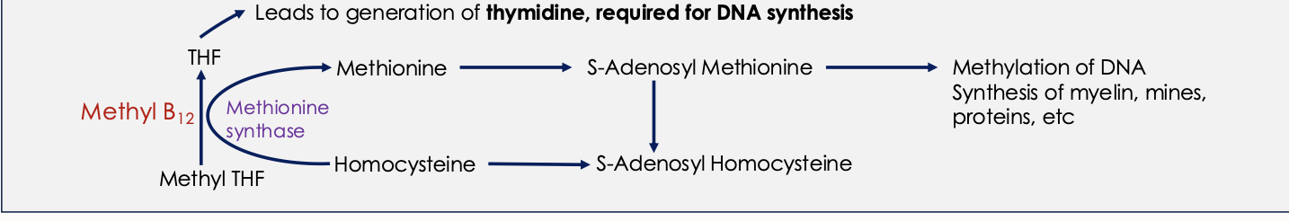 <p>Methyl B<span>12 </span>- acts as a <strong>cofactor of Methionine synthase </strong>(an enzyme responsible for methylation of homocysteine to methionine using methyl THF as a methyl donor</p><p>Deoxyadenosyl B<span>12 </span>(Ado B<span>12</span>) -acts as a <strong>cofactor of Methylmalonic mutase </strong>in conversion of Methylmalonyl CoA to Succinyl CoA </p>