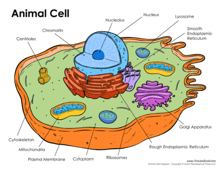 <p>nucleolus, nucleus, lysosomes, smooth endoplasmic reticulum, rough endoplasmic reticulum, golgi apparatus, ribosomes, cytoplasm, plasma membrane, mitochondria, cytoskeleton, centrioles, chromatin</p>