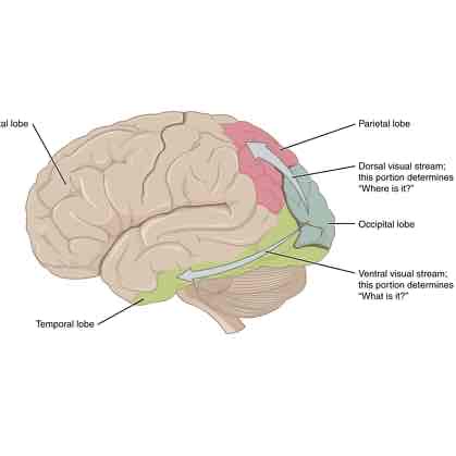 <p>What is the VENTRAL stream (V5) for?</p>