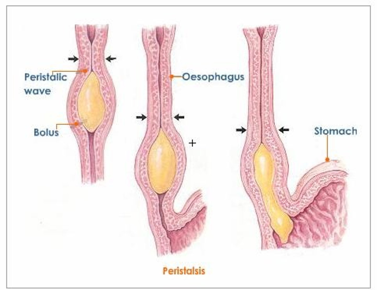 <p>muscle contractions in the digestive tract that move gastric contents through to elimination</p><p>- also move urine from the kidneys into the bladder</p>