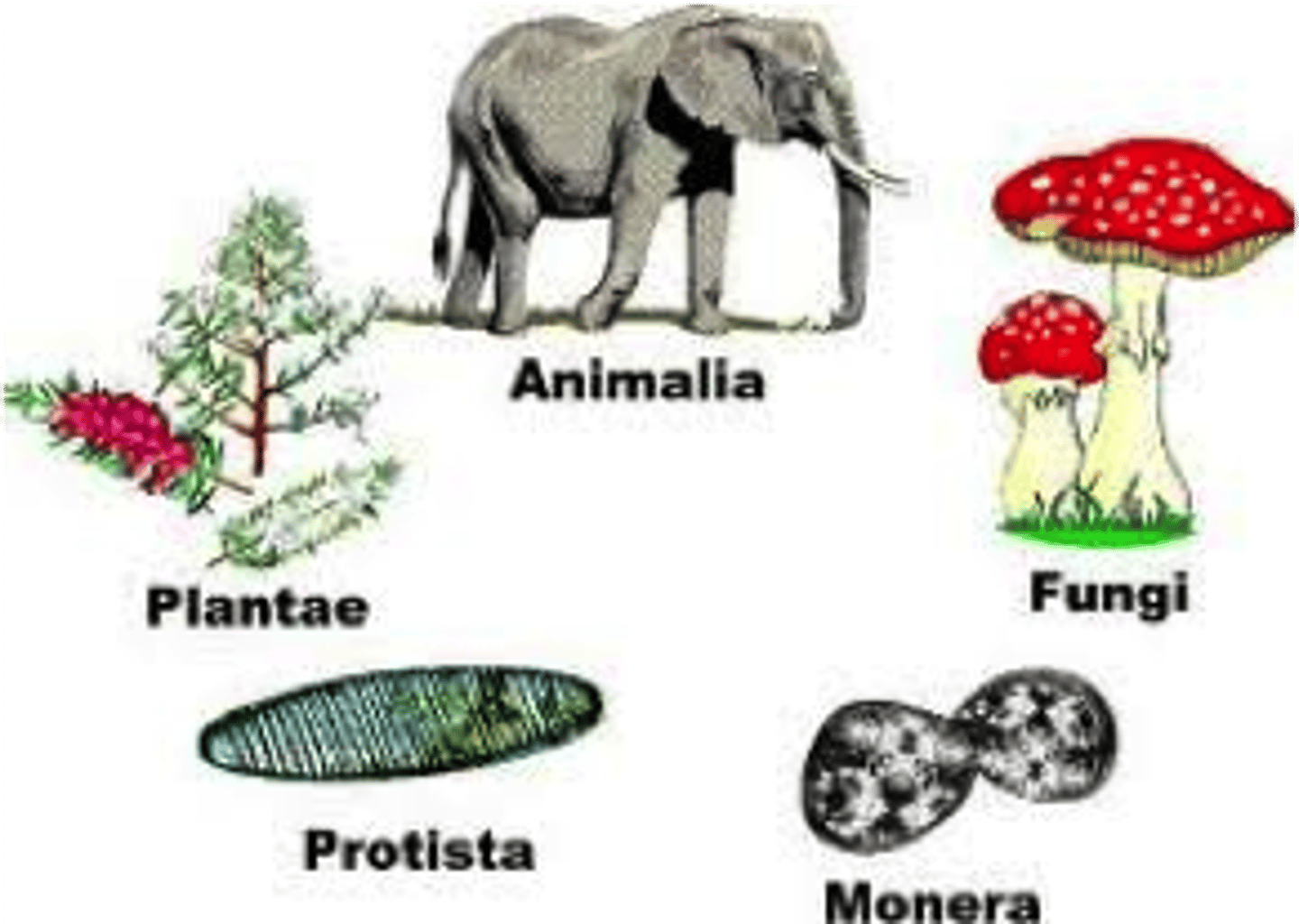 <p>living factors in an ecosystem</p>